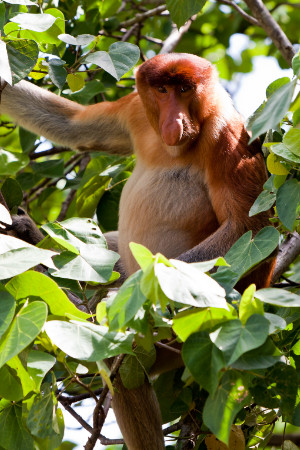 Brunei’s Proboscis Monkey Tour