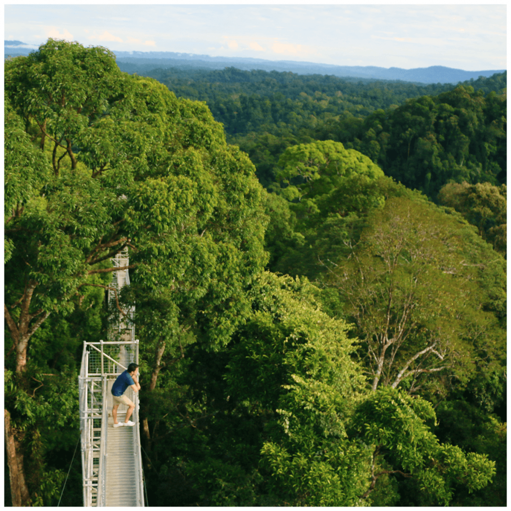 Explore Ulu Temburong National Park & Canopy Tower